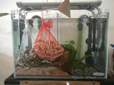 鼠魚(yú)魚(yú)缸可以下鹽嗎：鼠魚(yú)不能在魚(yú)缸中下鹽嗎