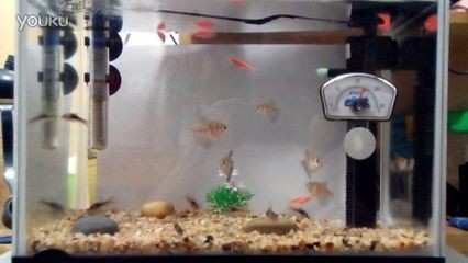 鼠魚(yú)魚(yú)缸可以下鹽嗎：鼠魚(yú)不能在魚(yú)缸中下鹽嗎