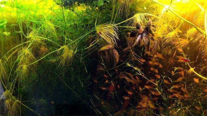 鼠魚(yú)魚(yú)缸可以下鹽嗎：鼠魚(yú)不能在魚(yú)缸中下鹽嗎