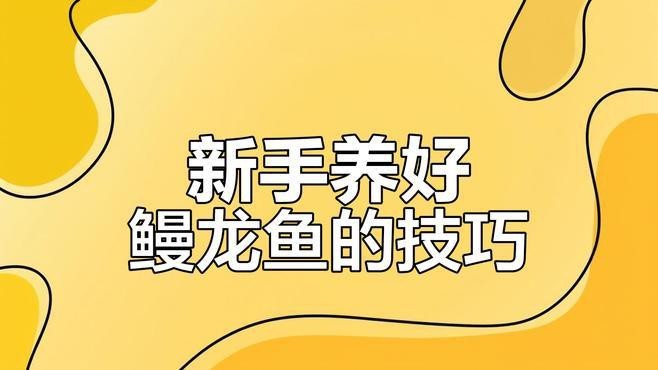 觀賞魚曼龍魚怎么養