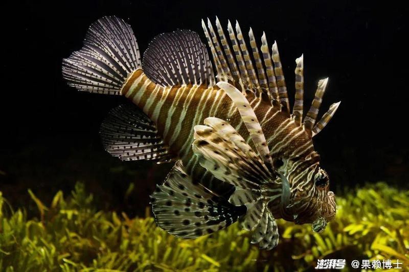如何判斷印尼超血紅龍魚的年齡？
