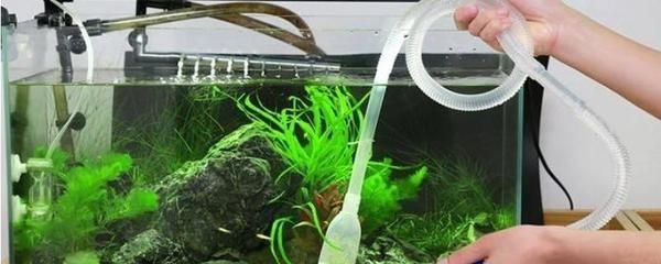 魚缸換水后出現菌絲可能是硅藻絲是一種常見現象的現象：如何處理魚缸換水后出現的菌絲