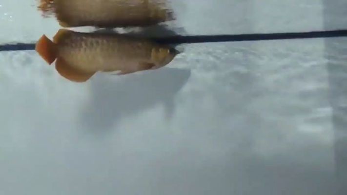 歐博龍魚缸怎么樣好用嗎：歐博龍魚缸與其他品牌對(duì)比，歐博龍魚缸適合哪些魚類 歐博龍魚缸怎么樣好用嗎：歐博龍魚缸與其他品牌對(duì)比，歐博龍魚缸適合哪些魚類 魚缸百科 第4張