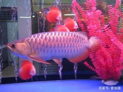 金龍魚怎樣看公母（如何判斷金龍魚的性別） 金龍魚怎樣看公母（如何判斷金龍魚的性別） 龍魚百科 第3張
