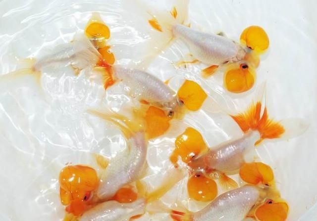魚缸過濾器拼裝：魚缸過濾器安裝方法 魚缸過濾器拼裝：魚缸過濾器安裝方法 魚缸百科 第4張