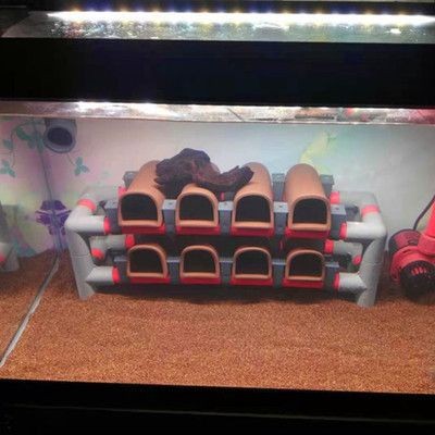 七彩雷龍魚缸怎么造景，七彩雷龍魚缸水草種植技巧