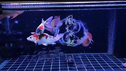 紅龍魚跟錦鯉魚能混養(yǎng)嗎：紅龍魚和錦鯉魚混養(yǎng)的注意事項(xiàng)