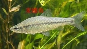 給大魚缸換水的作文:體驗給大魚缸換水的樂趣:體驗給大魚缸換水:給大魚缸換水的作文 圓魚缸和方魚缸哪個好(圓形魚缸與方形魚缸空間利用對比方形魚缸穩定性提升方法) 龍魚百科 圓魚缸和方魚缸哪個好(圓形魚缸與方形魚缸空間利用對比方形魚缸穩定性提升方法) 圓魚缸和方魚缸哪個好(圓形魚缸與方形魚缸空間利用對比方形魚缸穩定性提升方法) 龍魚百科