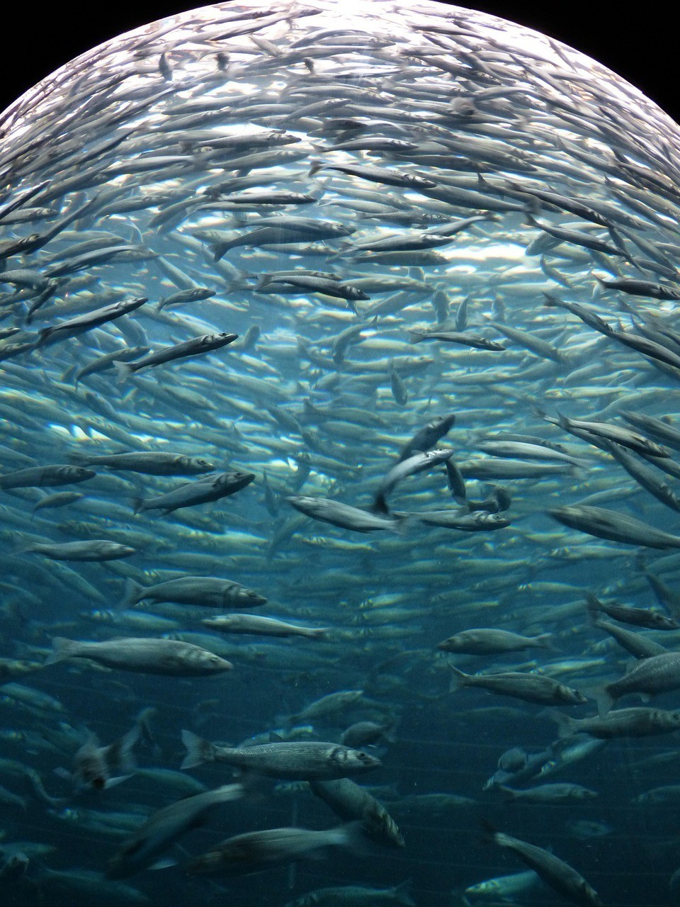 羅莊區魚緣水族館（羅莊區魚緣水族館電話）