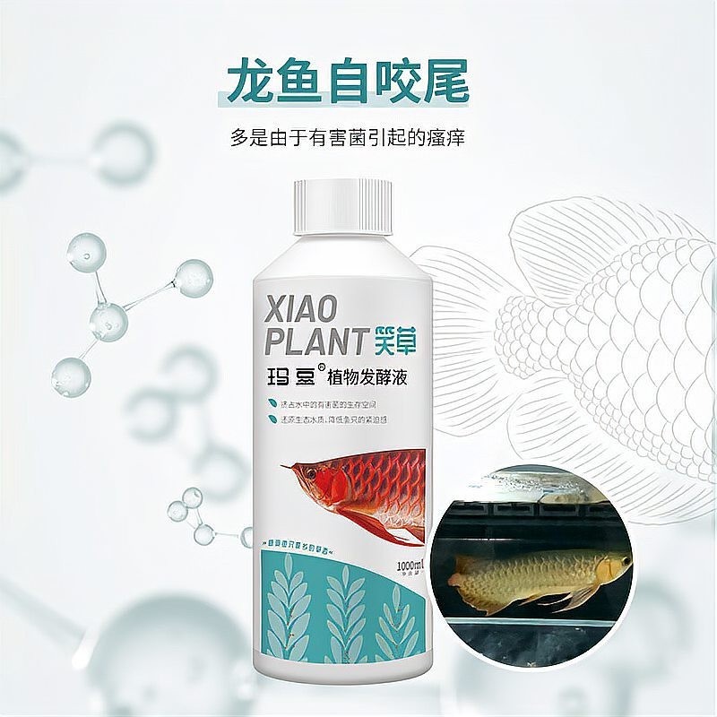 金龍魚多久產卵，和金龍魚產卵繁殖的奧秘對應的相關信息，金龍魚產卵繁殖的奧秘 金龍魚多久產卵，和金龍魚產卵繁殖的奧秘對應的相關信息，金龍魚產卵繁殖的奧秘 觀賞魚百科 第2張