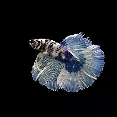 家庭用小魚缸多少錢一個（如何生態魚缸的維護成本是多少）