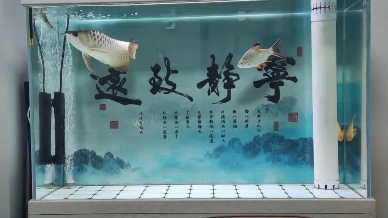 龍魚小白 龍魚小白 龍魚論壇
