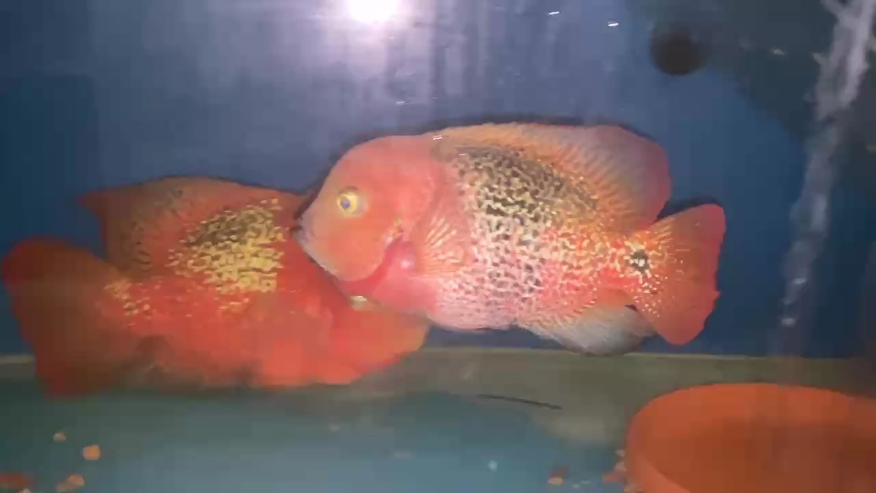 接著配對