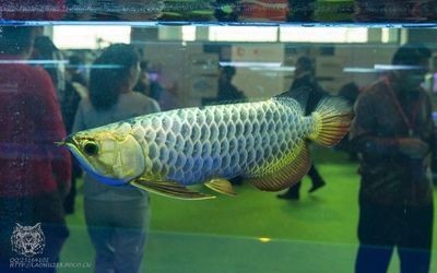 定興縣浩浩水族館（定興縣浩浩水族館電話）