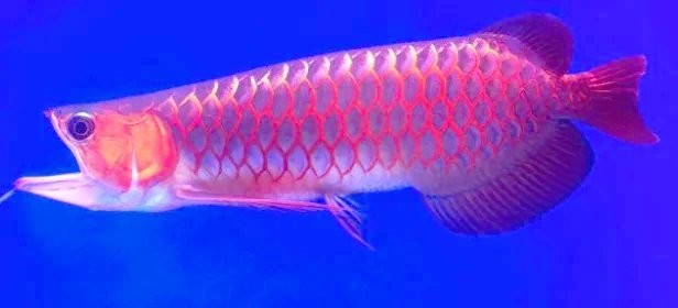 龍魚鱗片再生過程中需要換水嗎？