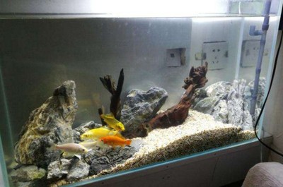 丹東市元寶區(qū)鑫億德洲水族生活館（丹東鑫洋水產(chǎn)）