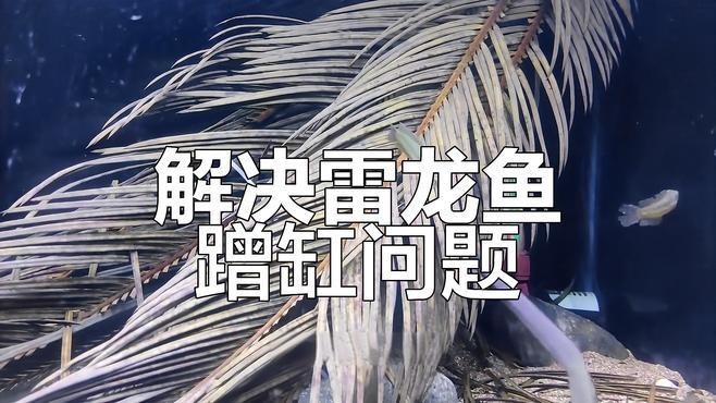 龍魚蹭缸底是什么原因