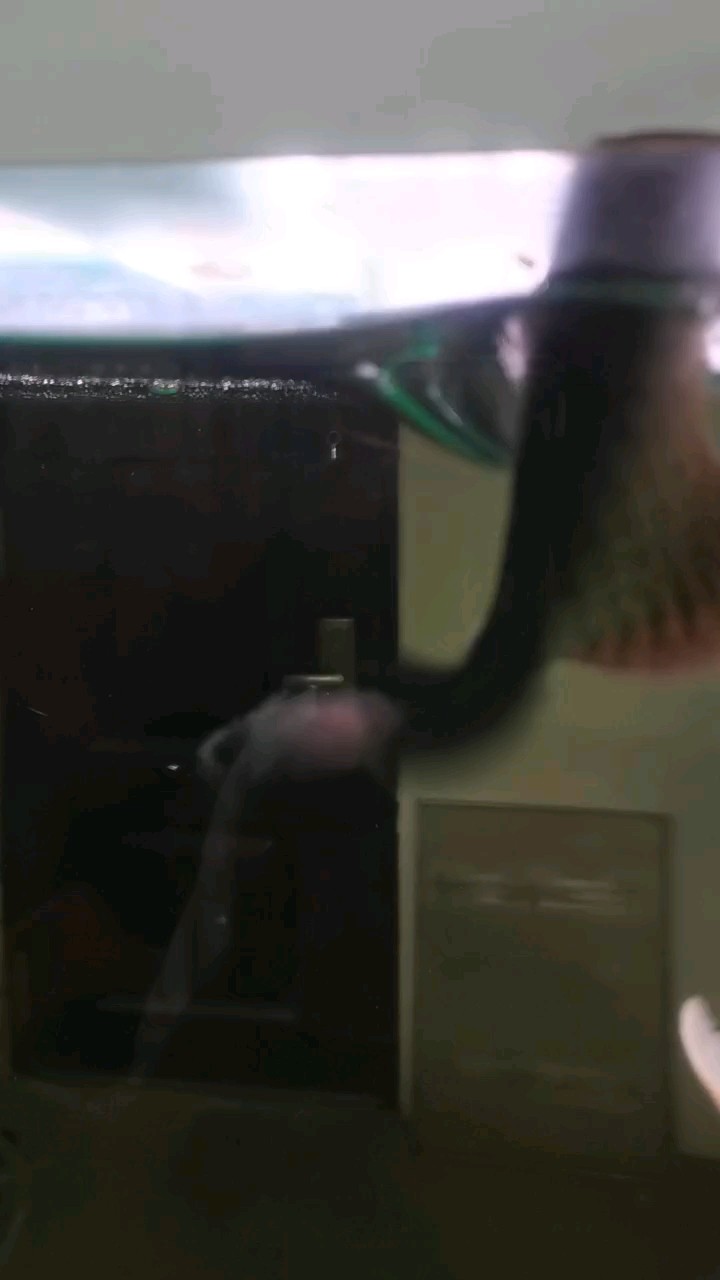 龍魚干蝦有營養嗎 這樣喂,魚會不會受傷 龍魚論壇 這樣喂,魚會不會受傷 這樣喂,魚會不會受傷 龍魚論壇