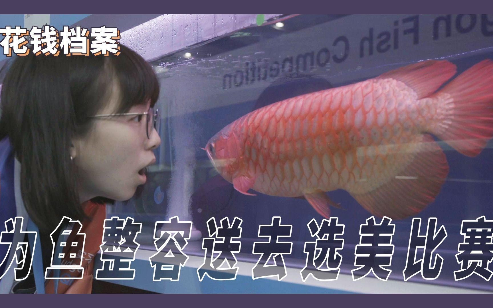 龍魚翻腮手術后多久可以正常進食？