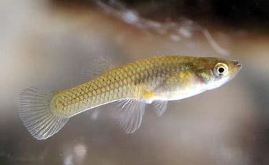 九臺區九郊街道辦事處恕忠觀賞魚養殖（九臺魚苗批發）