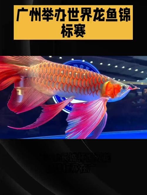 長尾龍魚圖片