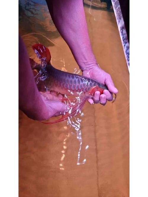 龍魚鱗片變白的急救處理方法龍魚鱗片變白后多久會恢復，龍魚鱗片變白怎么辦？