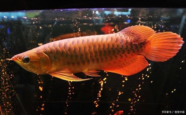 長尾龍魚圖片