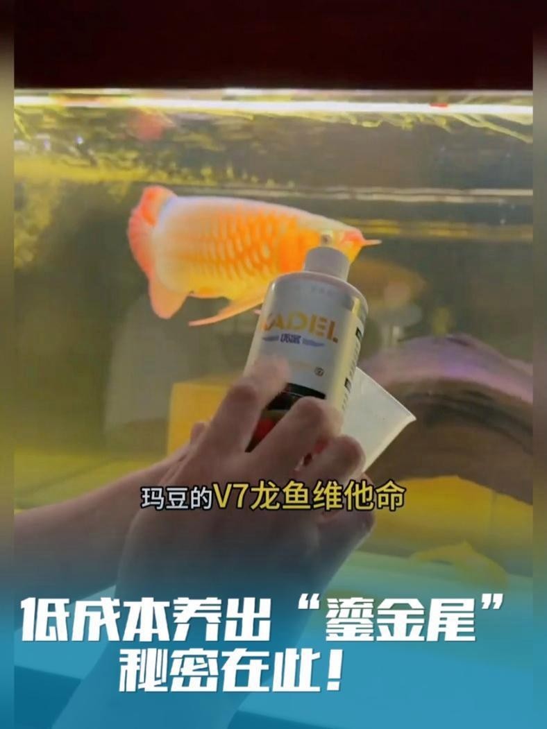 長尾龍魚圖片