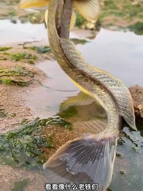 長尾龍魚圖片