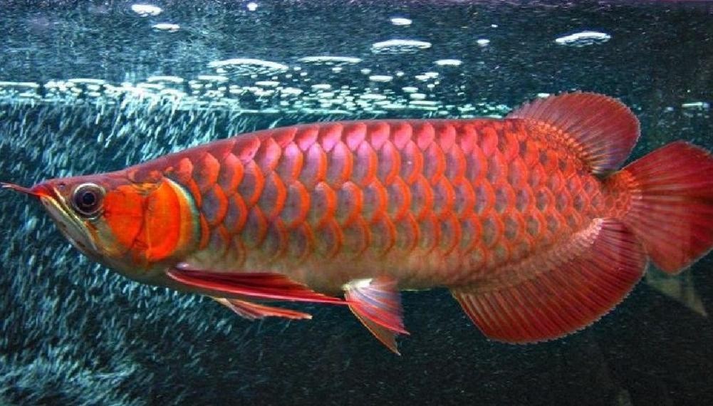 長尾龍魚圖片