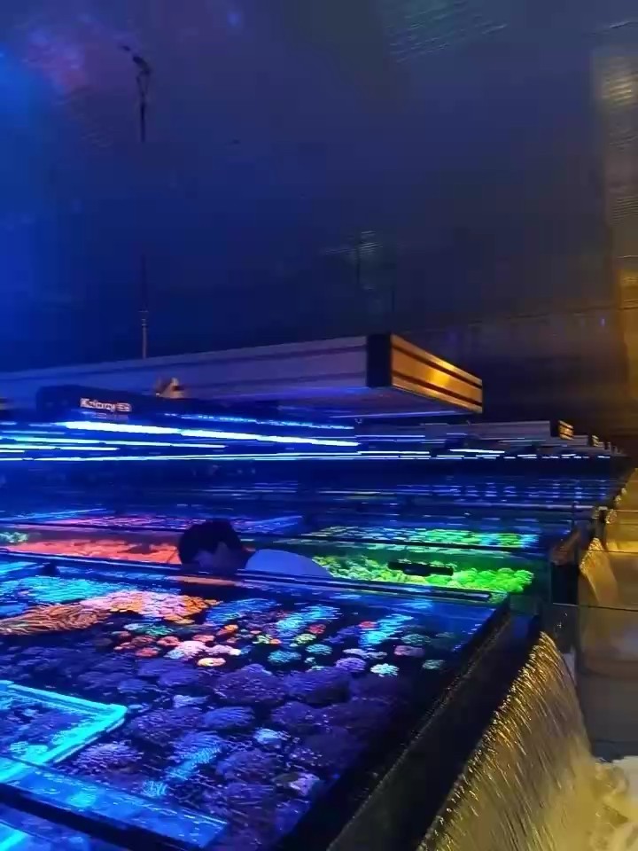 鉅彩珊瑚燈系列