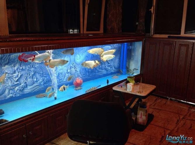 龍魚和什么魚混養(yǎng)最好圖片大全