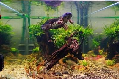 運城市鹽湖區東城新區可麗愛水族店