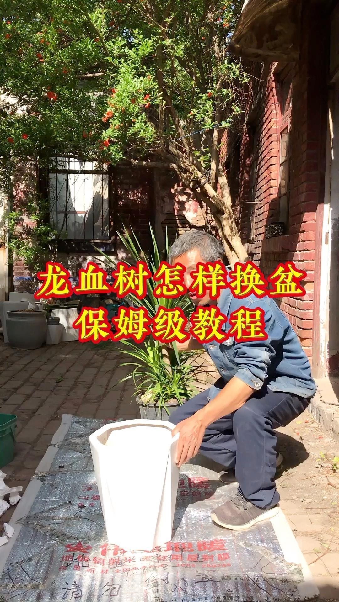 龍血樹多久換一次盆？