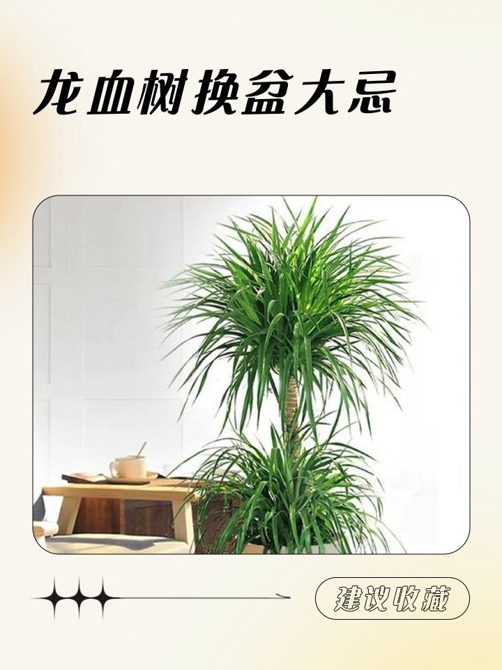 龍血樹多久換一次盆？