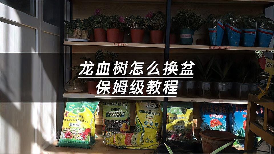 龍血樹多久換一次盆？