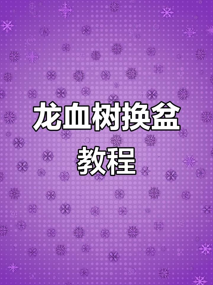 龍血樹多久換一次盆？