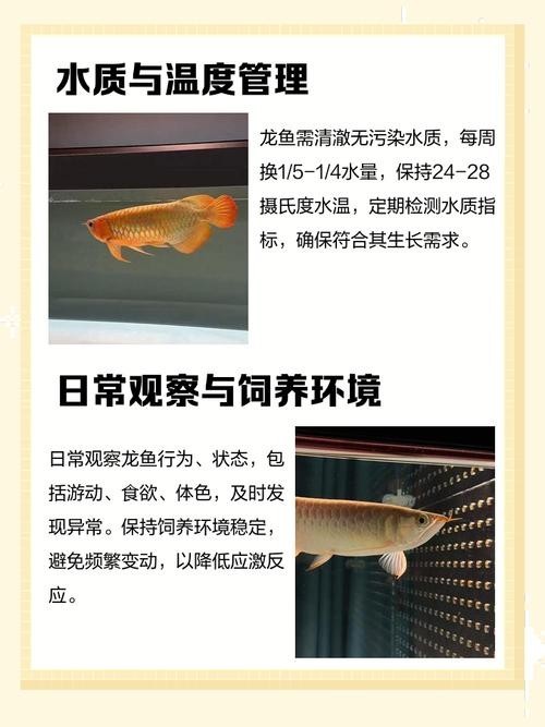 龍魚需要多少溫度養(yǎng)好，以及如何控制水溫，龍魚需要多少溫度養(yǎng)好