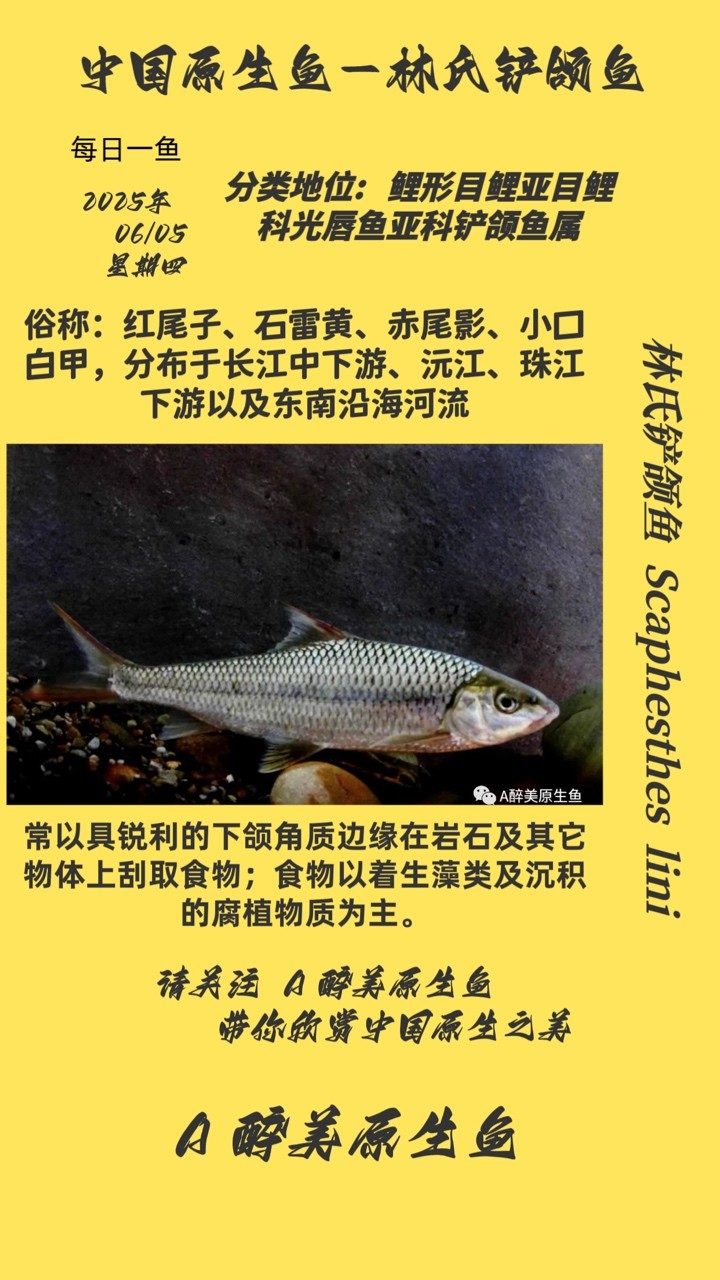 龍魚(yú)干蝦有營(yíng)養(yǎng)嗎 林氏鏟頜魚(yú) 龍魚(yú)論壇 林氏鏟頜魚(yú) 林氏鏟頜魚(yú) 龍魚(yú)論壇