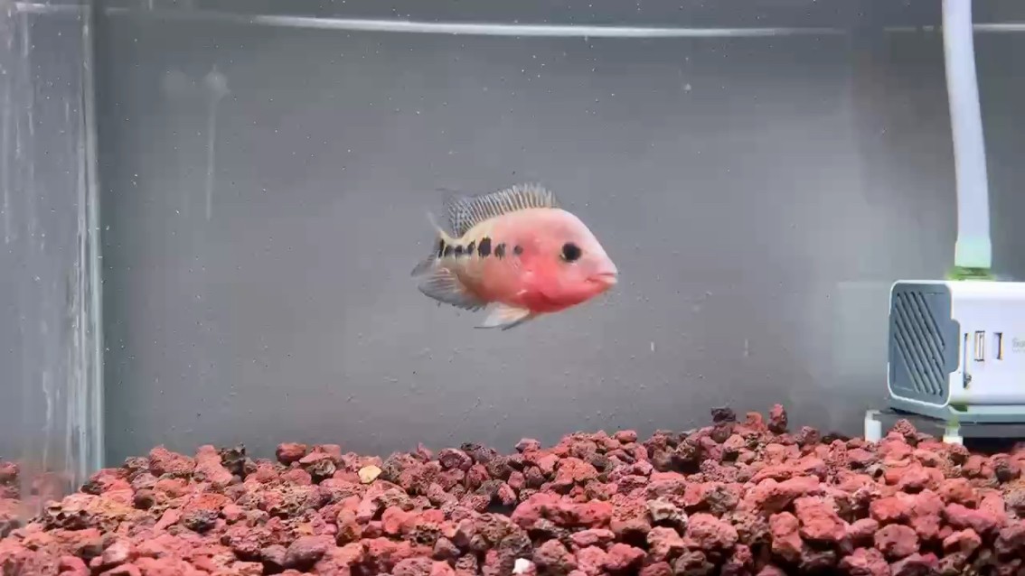 紅馬