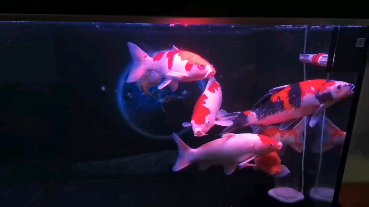 聽說，養(yǎng)魚長壽 聽說，養(yǎng)魚長壽 龍魚論壇