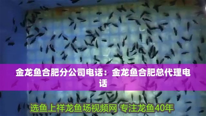 金龍魚古典過背和金頭過背哪個好：古典過背金龍魚和金頭過背金龍魚哪個好