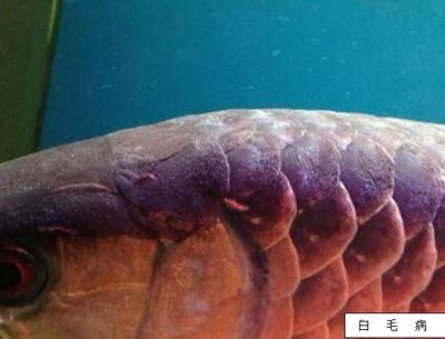 阿勒泰龍魚(yú)專賣店