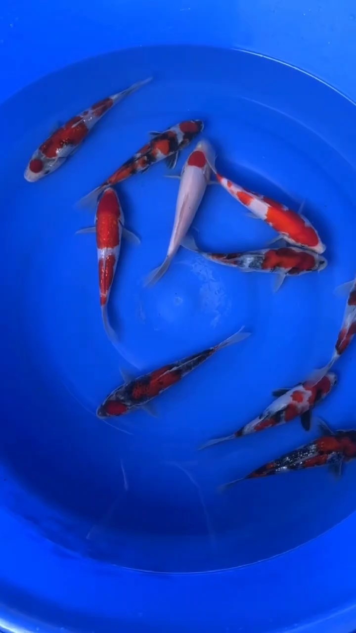 20公分小精品