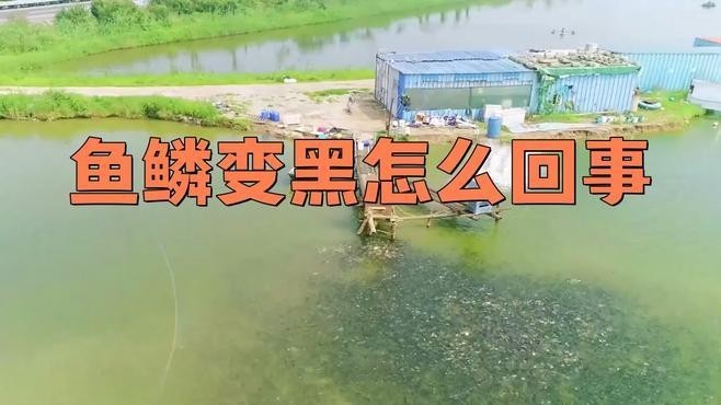 龍魚鱗片發黑如何處理？