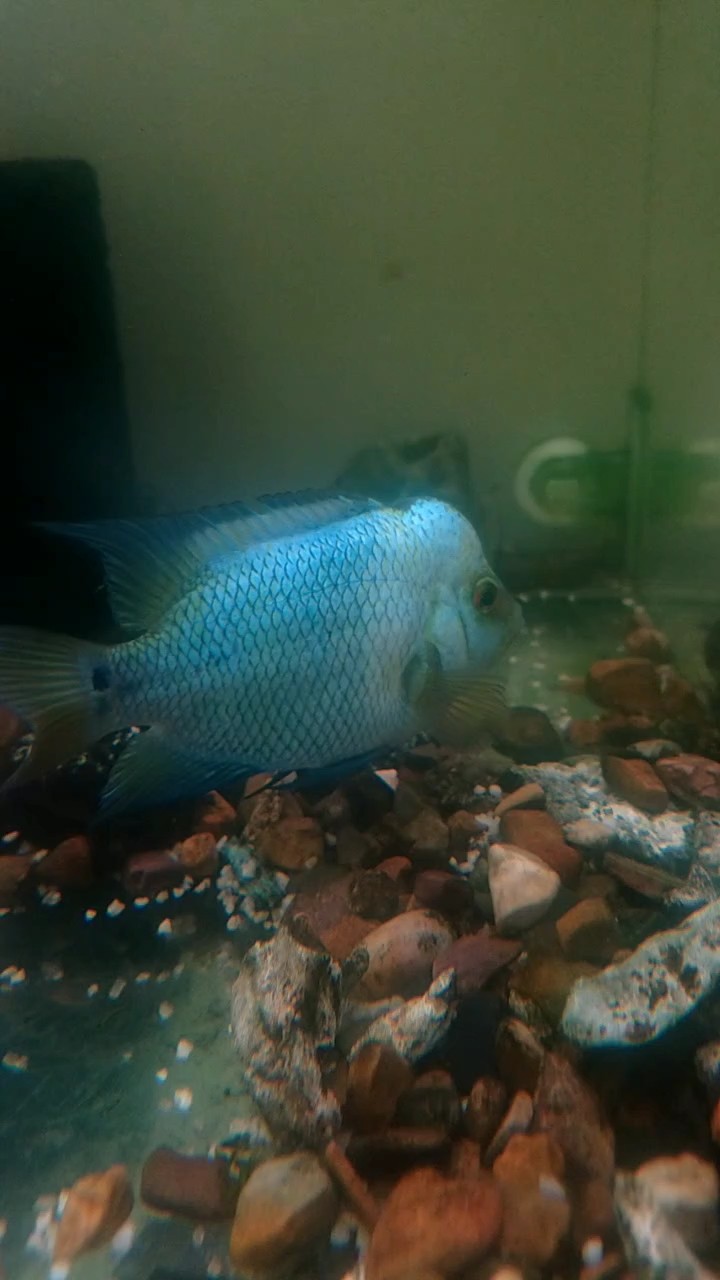 龍鱗紋成體魚