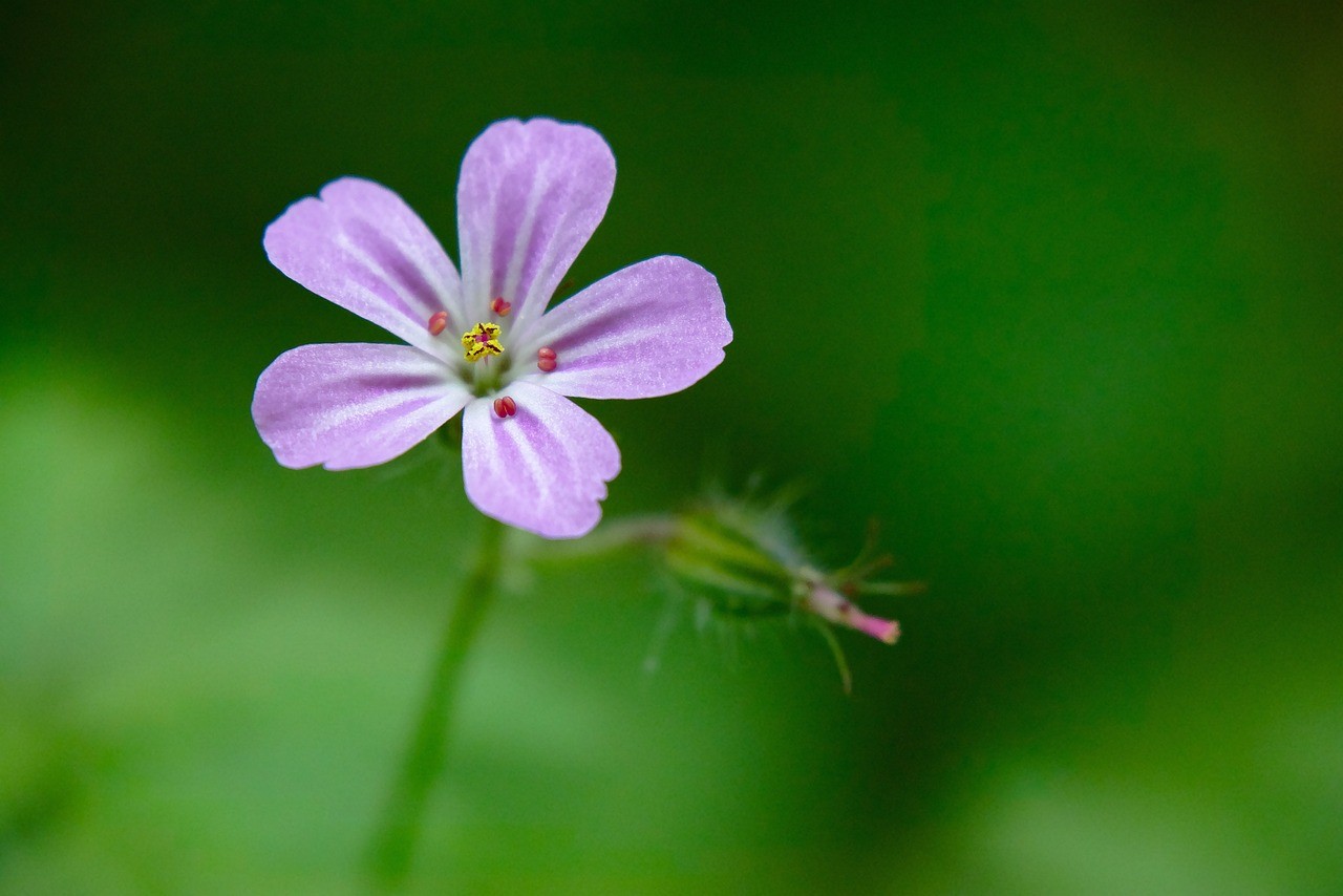 開心花卉：為人們帶來快樂的植物【新聞標(biāo)題】 開心花卉：為人們帶來快樂的植物【新聞標(biāo)題】 全國水族館企業(yè)名錄 第5張