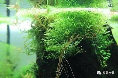 魚(yú)缸放什么樹(shù)根好：哪些樹(shù)根適合放在魚(yú)缸中