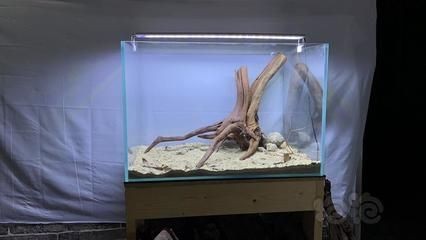 魚(yú)缸放什么樹(shù)根好：哪些樹(shù)根適合放在魚(yú)缸中
