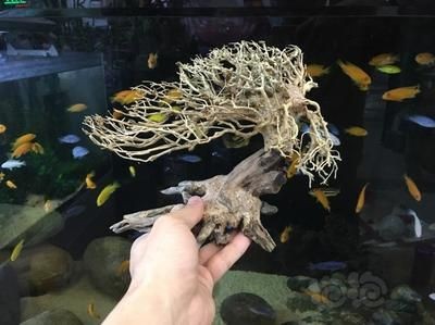 魚(yú)缸放什么樹(shù)根好：哪些樹(shù)根適合放在魚(yú)缸中